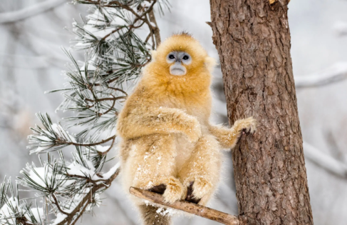 How Sichuan Became One of the World’s Most Biodiverse Regions