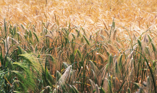 Tsampa: Tibet’s Ancient Staple Food