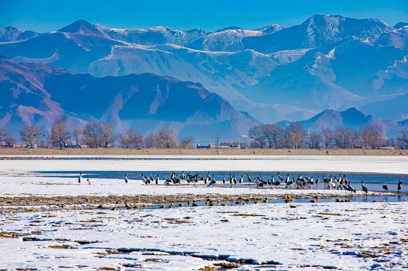 Migratory Birds in Tibet in Winter