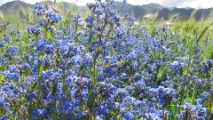 Tibetan Flowers Guide - Meconopsis, Snow Lotus, Rhododendron & Top Alpine Blooms