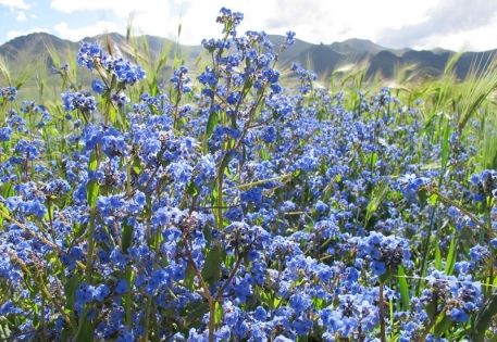 Tibetan Flowers Guide - Meconopsis, Snow Lotus, Rhododendron & Top Alpine Blooms