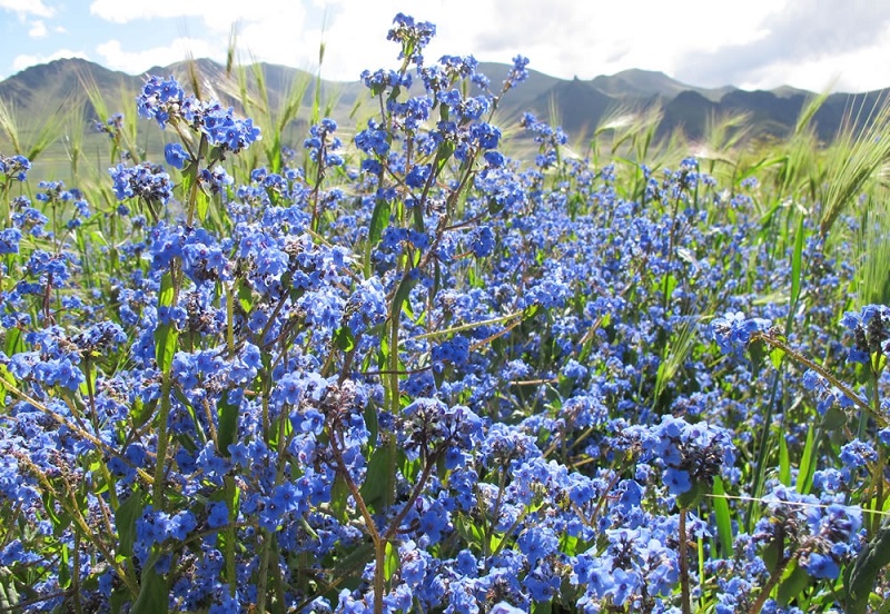 Tibetan Flowers