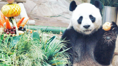 The Story of the Giant Panda: From Endangered to Protected Symbol