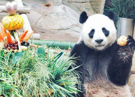 The Story of the Giant Panda: From Endangered to Protected Symbol