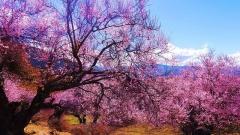 2026 Tibet Nyingchi Peach Blossom Festival - Ultimate Travel Guide