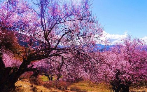 2026 Tibet Nyingchi Peach Blossom Festival - Ultimate Travel Guide