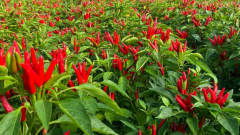 Why Sichuan People Love Spicy Food: The Science Behind It