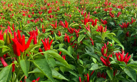 Why Sichuan People Love Spicy Food: The Science Behind It