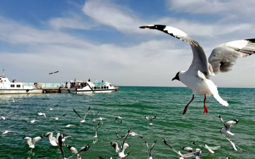 qinghai-lake-and-bird-island-5