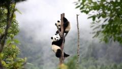 Panda Enemies: Diseases, Predators, and Survival Challenges Facing Giant Pandas