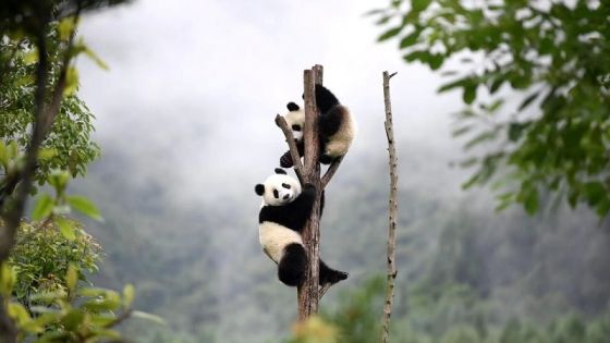Wolong Panda Reserve