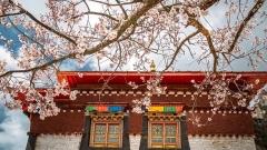 Nyingchi Peach Blossom Festival 2026 Weather Guide｜What to Expect & What to Wear in Tibet