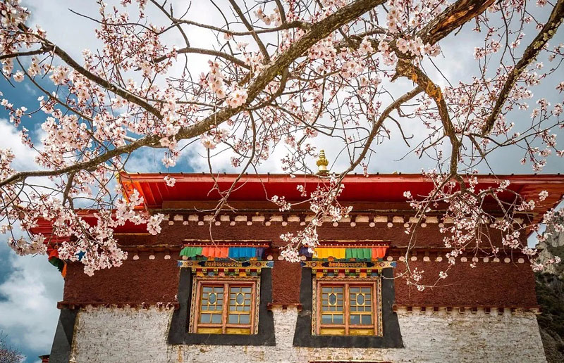 Nyingchi Peach Blossom