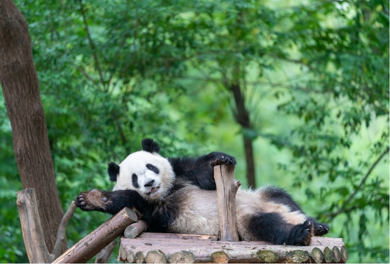 Chengdu Research Base of Giant Panda Breeding