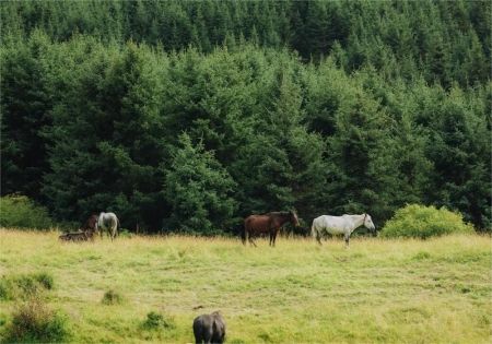 甘南小环线第三站|扎尕那·草原与秘境_8_粥粥出去玩_来自小红书网页版