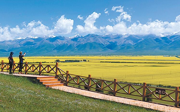 Menyuan Rape Flower Field
