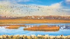 10-Day Tour to Explore the Mysterious Northwest China: Qinghai Lake+Mogao Caves, and More