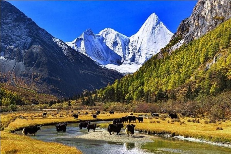 Yading Nature Reserve1