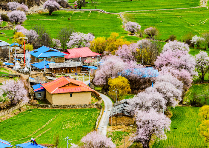 10-Day Tibet Peach Blossom Tour: Lhasa, Nyingchi & Bomi with Qinghai-Tibet Train