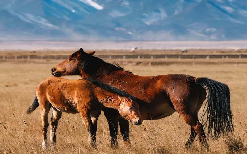 Six Days in Gobi Waterland and Seven-Colored Danxia, Badain Jaran Desert