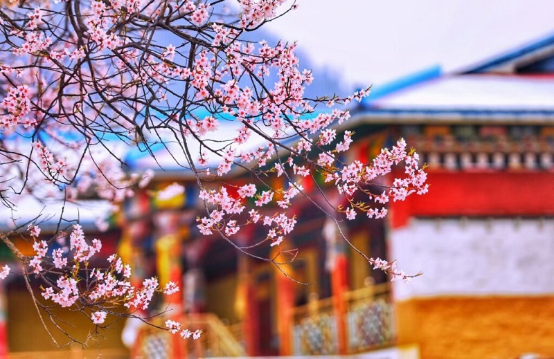 13-Day Tibet Peach Blossom Tour: Bomi, Nyingchi, Lhasa, Namtso & EBC
