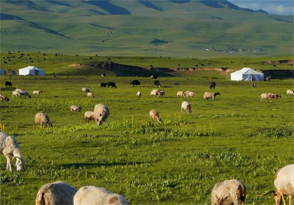 8-Day Gannan & Western Sichuan Cultural & Nature Tour