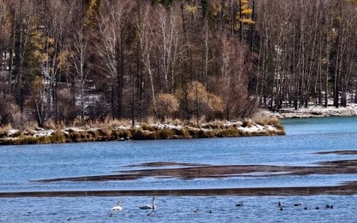 喀纳斯，美是真的美，拉垮也是真拉垮_4_这个季秋_来自小红书网页版(1)