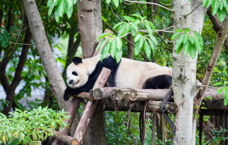 6-Day Chengdu to Lhasa Tour: Pandas, Potala Palace & Yamdrok Lake