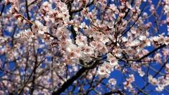 Nyingchi Peach Blossom Season: Best Viewing Spots & Complete Travel Tips