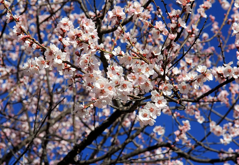 Peach blossom in Nyingchi