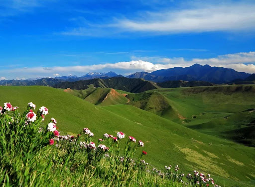 Qilian Mountain Grassland
