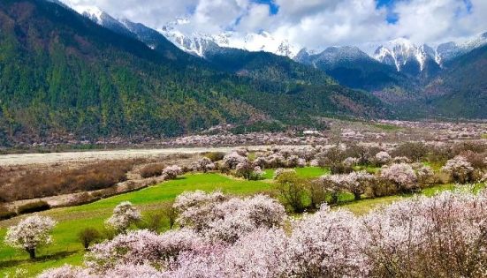 Bomê Peach Blossom Valley