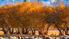 When Is Autumn in Northern Xinjiang? Encounter the Most Beautiful Scenery of Xinjiang in Golden September