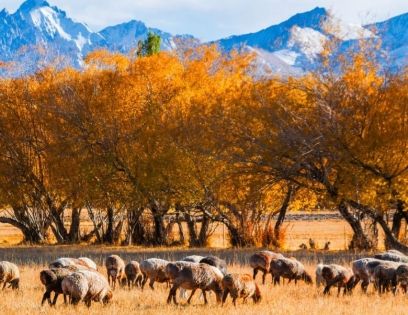 When Is Autumn in Northern Xinjiang? Encounter the Most Beautiful Scenery of Xinjiang in Golden September