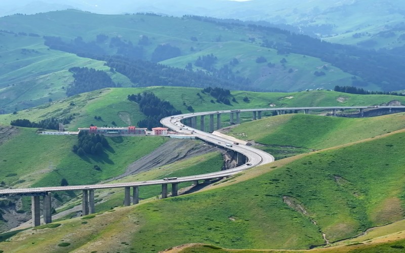 Limited edition: Xinjiang Apricot Blossom 10 days