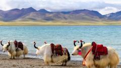 Tibet Travel in August: Blue Skies, White Clouds and Cultural Charms of the Midsummer Pure Land