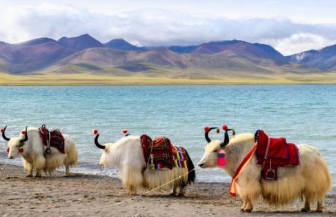Tibet Travel in August: Blue Skies, White Clouds and Cultural Charms of the Midsummer Pure Land