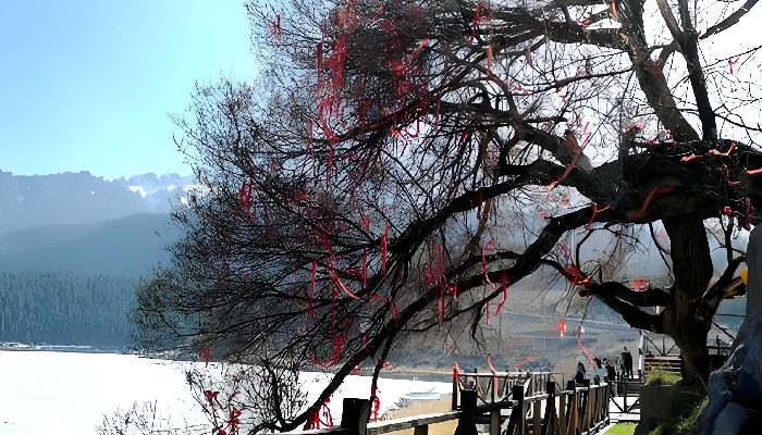 Ancient Elm Tree at Tianshan Tianchi