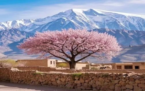 Pamir Apricot Blossom Guide|Top Spots in Tashkurgan, Tal Township & Datong Township