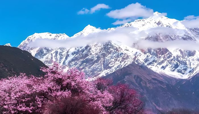 Nyingchi Peach Blossoms