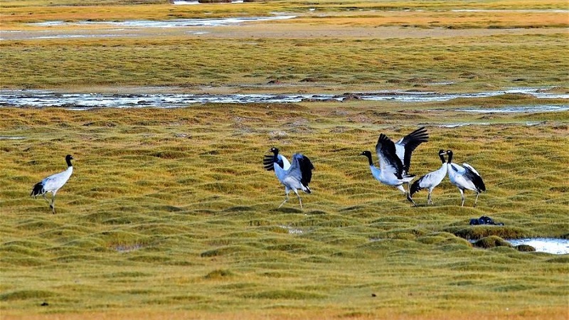 Changtang National Nature Reserve
