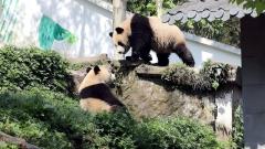 Mainland Panda Tour - In-Depth Chengdu Panda Tour Guide