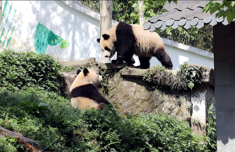 Ya’an Bifengxia Panda Base