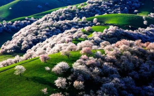 The Most Practical Travel Guide to Nalati Apricot Blossom Valley (Formerly Tuergen Apricot Valley)