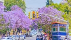 Exploring Kunming Altitude: Encountering Eternal Spring on the 1900m Plateau