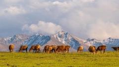 Complete Guide to Xinjiang Yili Weather: Four-Season Charms and Travel Essentials
