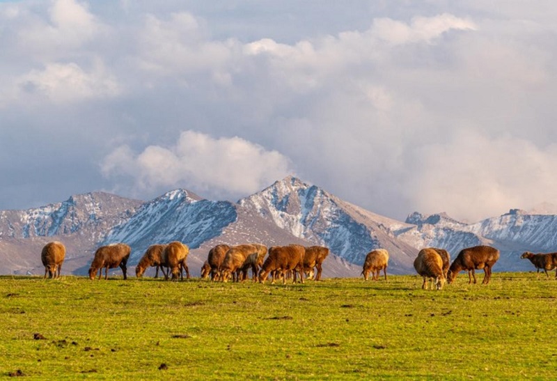 Ili Karakol Grassland