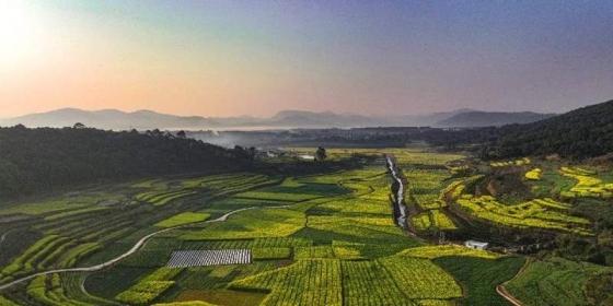 Baoshan rapeseed flowers