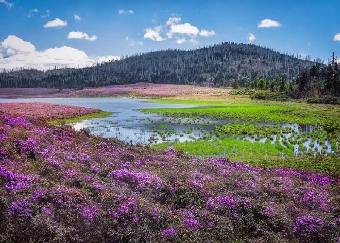 Azalea Sea Feast in Shangri-La