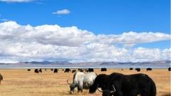 Tibet September Weather Travel Guide | Climate Characteristics and Travel Preparation Comprehensive Guide